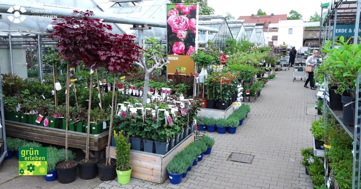 Schone Balkonien Zeit Mit Gartenbau Rulcker Sachsen Fernsehen