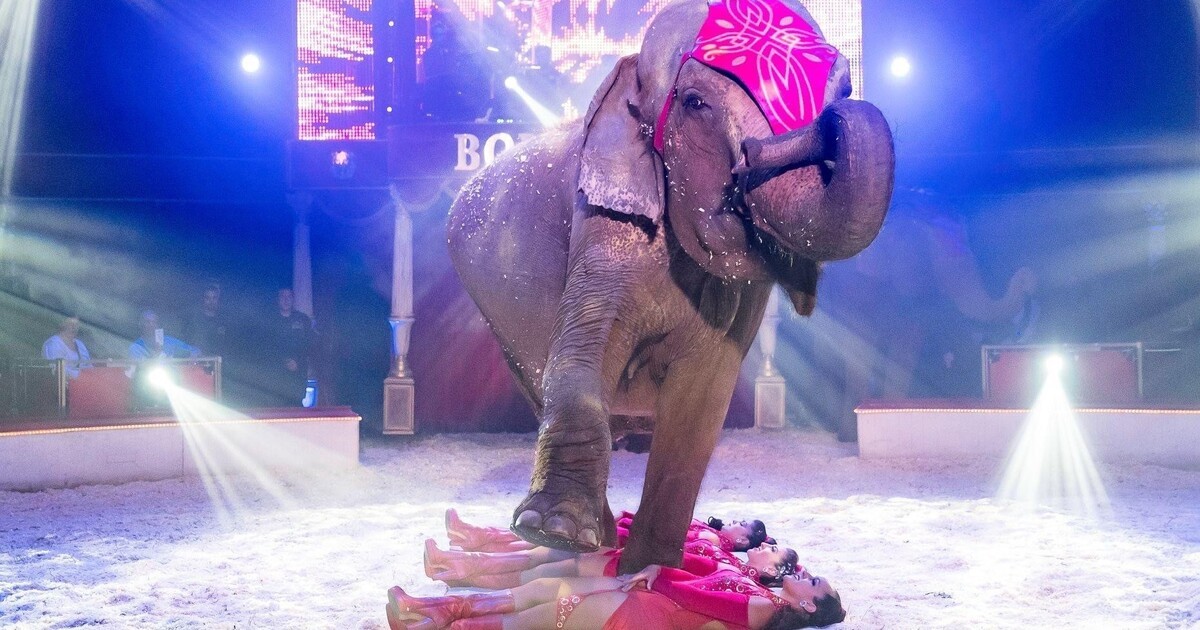 Dresdner Weihnachts-Circus Verspricht Größte Show Seiner Laufbahn ...