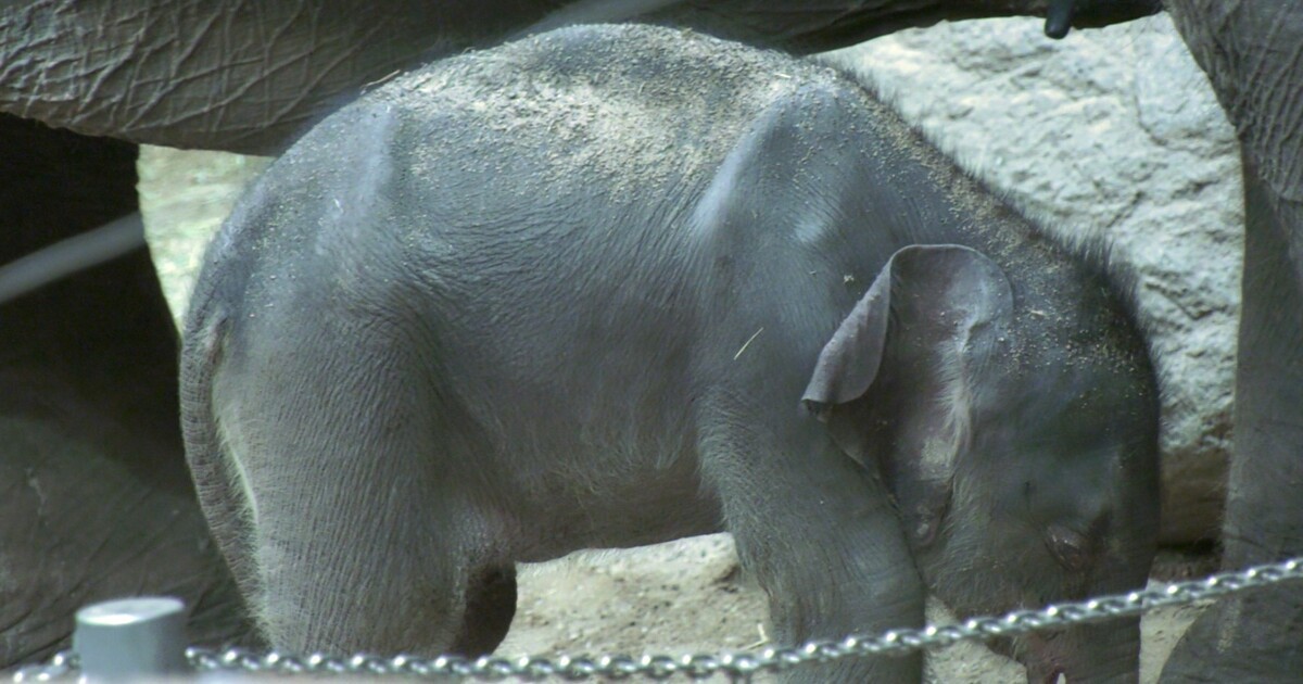 leipzig zoo elefant name