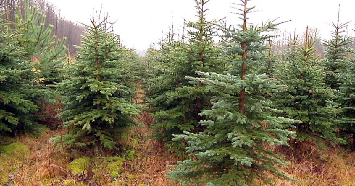 Weihnachtsbäume selber schlagen Sachsen Fernsehen