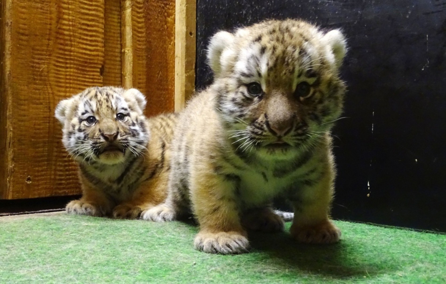 Tiger-Babys des Leipziger Zoos brauchen einen Namen | SACHSEN FERNSEHEN