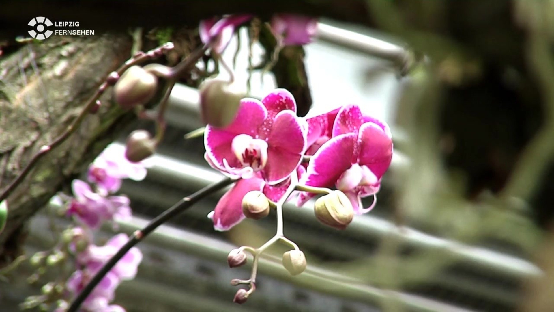 Im Reich Der Orchideen Orchideenschau Im Botanischen Garten