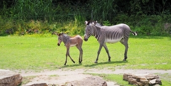  — © Zoo Leipzig