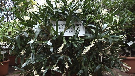 Im Reich Der Orchideen Orchideenschau Im Botanischen Garten