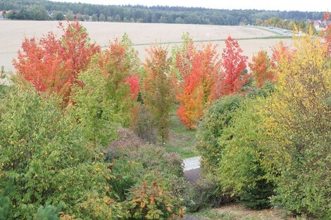 Indian Summer Im Forstgarten Tharandt Sachsen Fernsehen